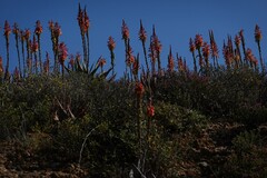 Aloe microstigma