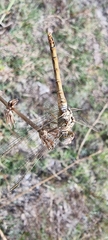 Sympetrum striolatum