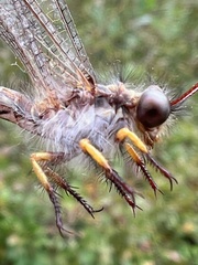 Ascaloptynx appendiculata