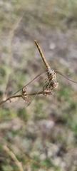 Sympetrum striolatum