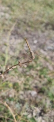 Sympetrum striolatum