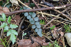 Pellaea rotundifolia