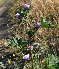 Malva sylvestris mauritiana