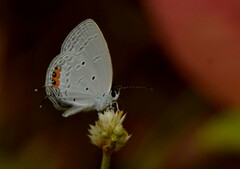 Everes lacturnus