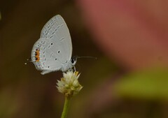Everes lacturnus