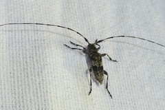 Acanthocinus griseus