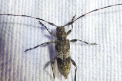 Acanthocinus griseus