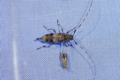 Acanthocinus griseus