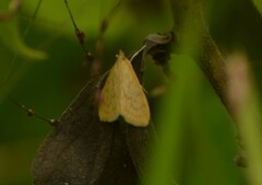 Ecpyrrhorrhoe damastesalis