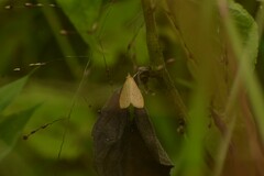Ecpyrrhorrhoe damastesalis