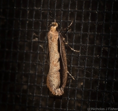 Leptocroca sanguinolenta