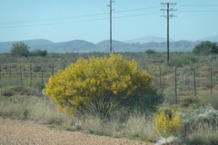 Senna artemisioides artemisioides