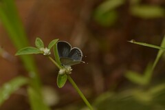 Everes lacturnus