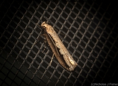 Leptocroca sanguinolenta