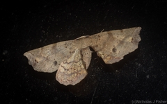 Parepisparis excusata