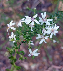 Olearia microphylla