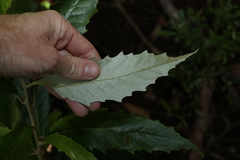 Argophyllum nullumense
