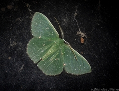 Prasinocyma iosticta