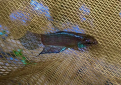 Betta apollon