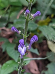 Scutellaria