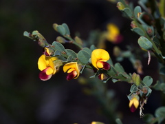 Bossiaea