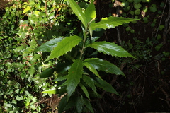 Argophyllum nullumense