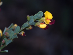 Bossiaea