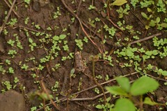 Microhyla