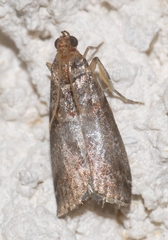 Acrobasis advenella