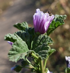 Malva sylvestris mauritiana