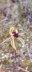 Caladenia stricta