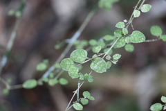 Coprosma areolata