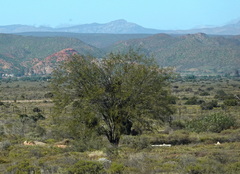 Prosopis glandulosa