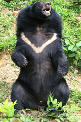 Ursus thibetanus thibetanus