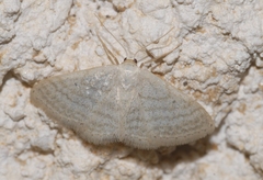 Idaea subsericeata