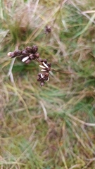 Juncus squarrosus