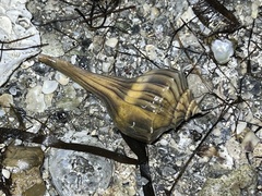 Sinistrofulgur pulleyi