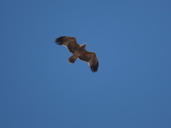 Aquila heliaca