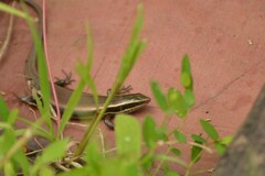 Eutropis