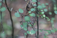 Coprosma crassifolia