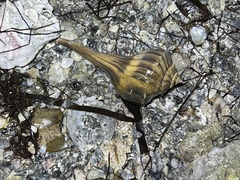 Sinistrofulgur pulleyi