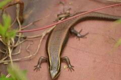 Eutropis