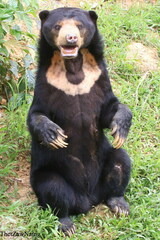 Helarctos malayanus malayanus