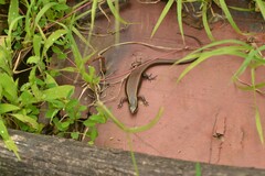 Eutropis