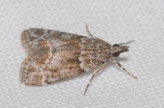Eudonia mercurella