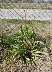 Plantago lanceolata