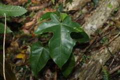 Brachychiton acerifolius
