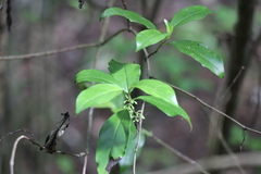 Geniostoma ligustrifolium