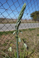 Albuca canadensis