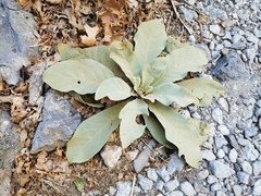 Verbascum macrurum